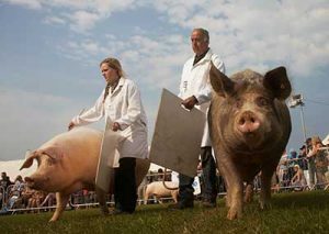 judging the pigs GoJute and South Westerly at Royal Cornwall Show 2015